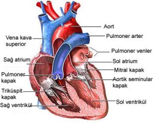 kalp damarları
