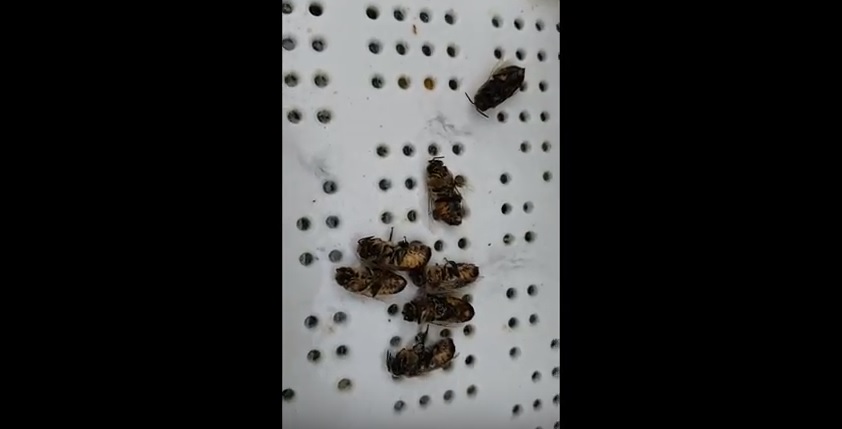 erkek-arılar-öldürülüyor